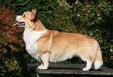 CORGI PEMBROKE 1056